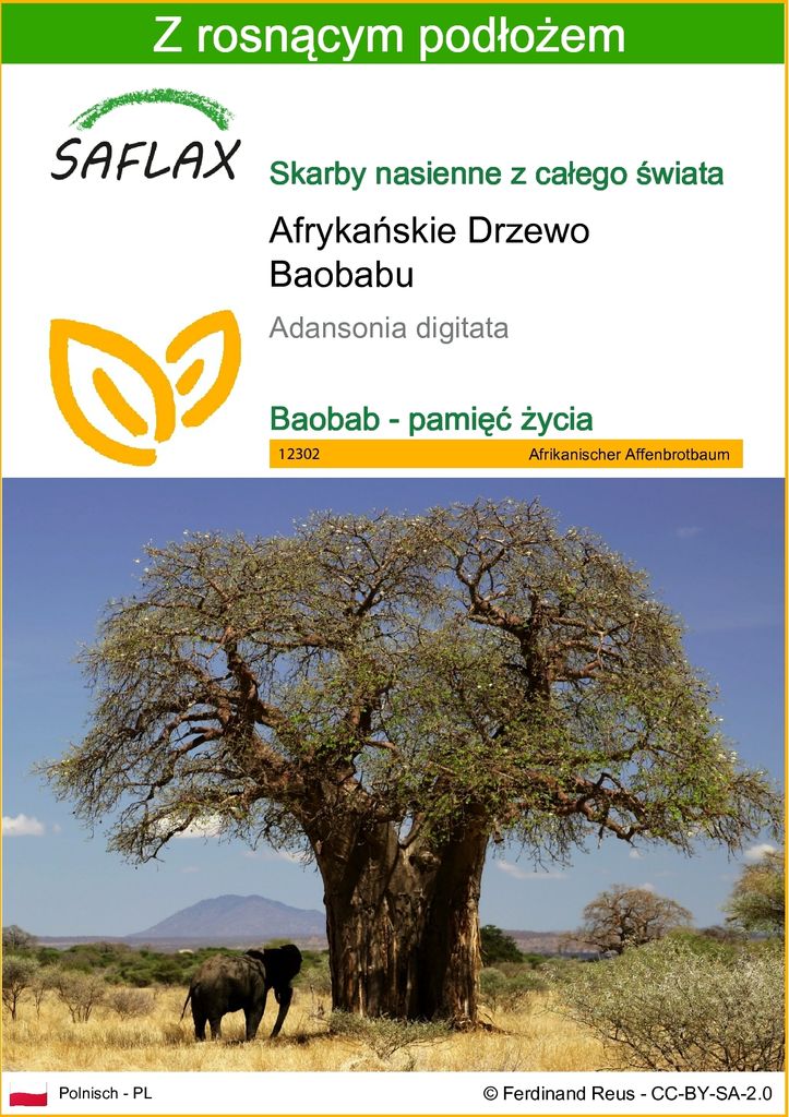 SAFLAX - Afrykańskie Drzewo Baobabu - 6 Nasiona - Z Zdjęcie produktu 