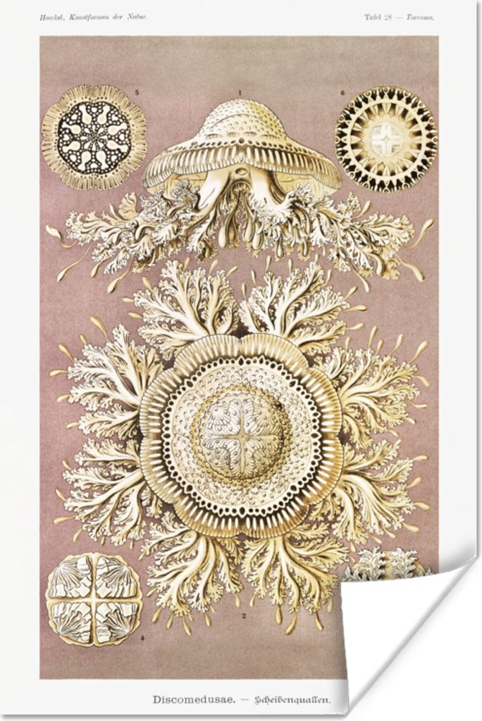 MuchoWow Poster Jahrgang - Ernst Haeckel - Qualle - Kunst 80x120 cm - Papierdruck
