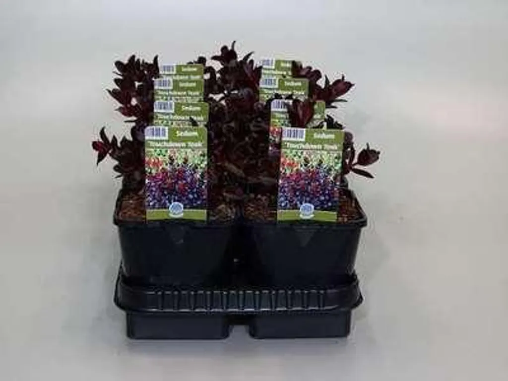 Sedum telephium Touchdown Teak - Lot de 6 plantes grasses en pot de 9cm