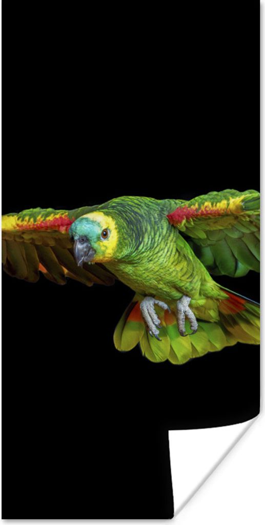 MuchoWow Poster Papagei - Vogel - Federn 40x80 cm - Dekoration