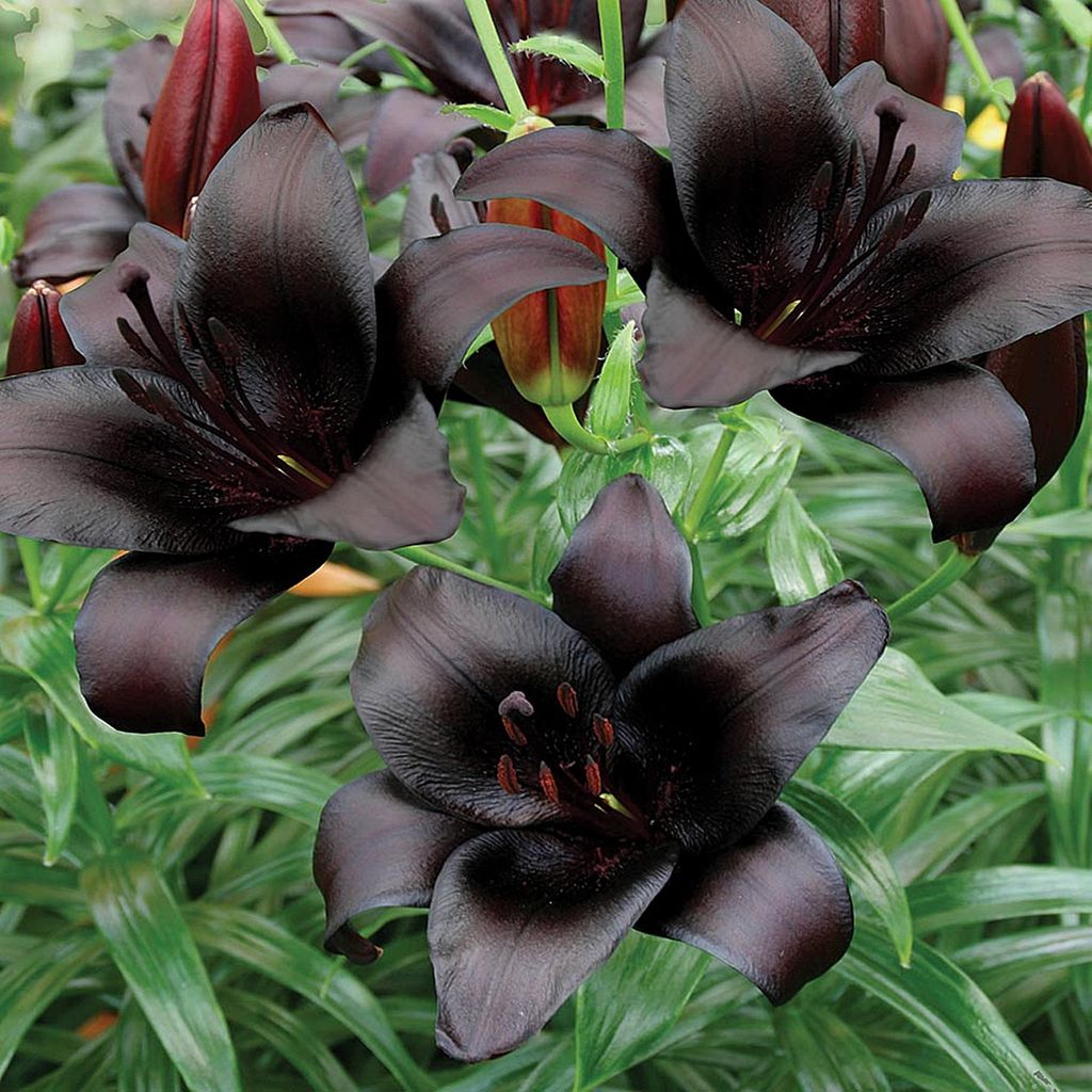 Lys asiatique Landini 1 pièce Lys bulbes de lys bulbes à Image du produit 