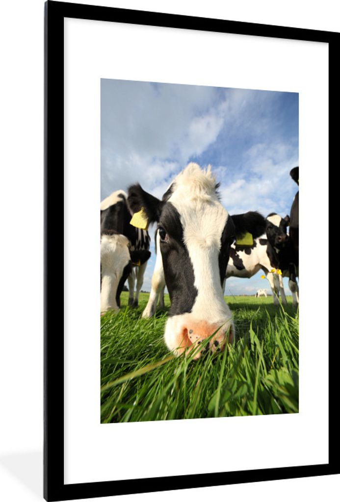 MuchoWow Gerahmtes Poster Kuh - Gras - Nase - Luft 60x90 cm - Poster mit Schwarzem Bilderrahmen Wandposter Rahmen Foto Bilder - Dekoration - Wand...