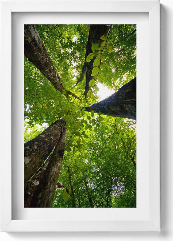 Gerahmtes Kunstwerk– Wandbild mit Rahmen – Gerahmtes Bild – Wanddekoration – 20x30 cm – Weiß
