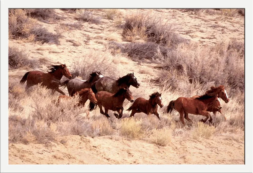 Poster Chevaux Mustang avec Cadre MDF Blanc Shinsuke® Vitre Acrylique