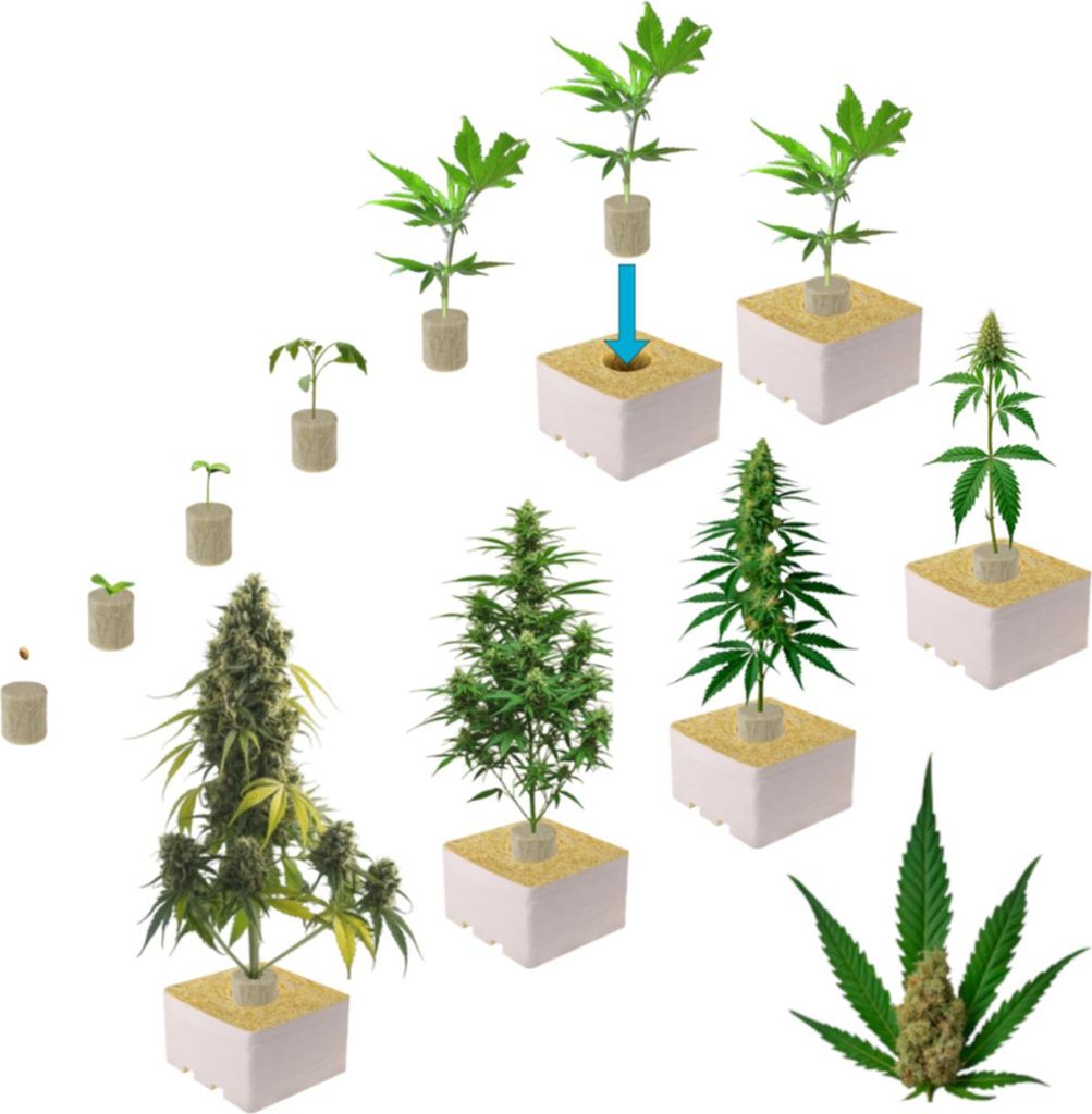 30x Stecklingsstopfen + 20x Zuchtwürfel Cannabis 15x15x14,2cm Indoor Grow