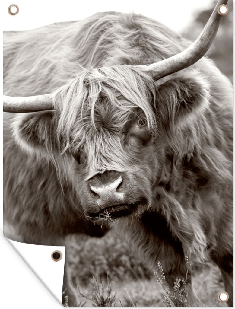 MuchoWow 30x40 cm Outdoor-Poster Gartendeko Sichtschutz Garten Poster für den Garten Schottischer Highlander - Schwarz - Weiß - Hörner