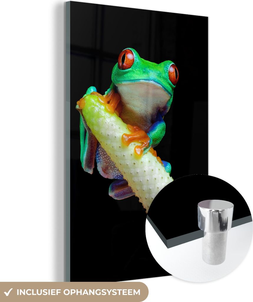 MuchoWow Glasbilder - Bilder auf Wandbild - Foto auf Glas Frosch - Tiere - Pflanze 80x120 cm Wanddekoration aus Glas - Acrylglasbild - Acrylbilder ...
