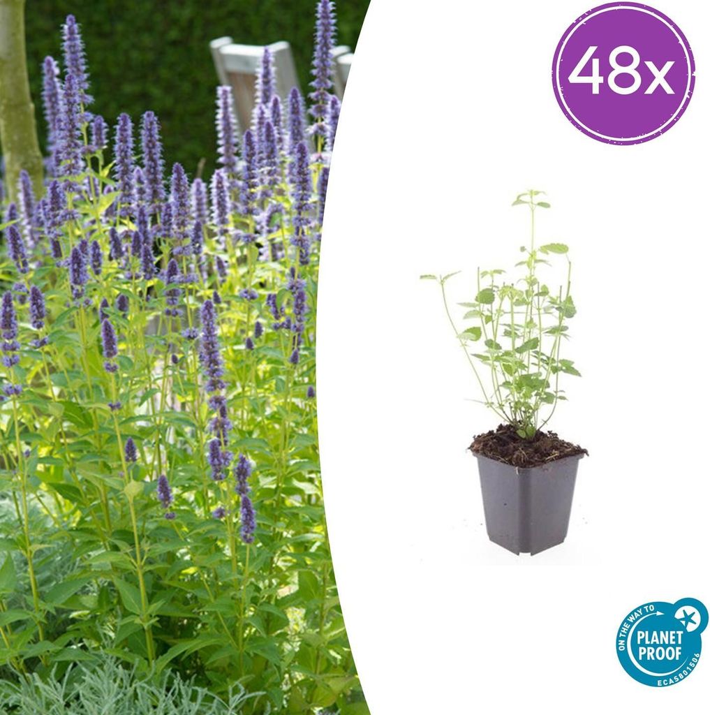 Agastache 'Black Adder' | 48 Stück - 10-25cm - Ø9cm - Gartenpflanze
