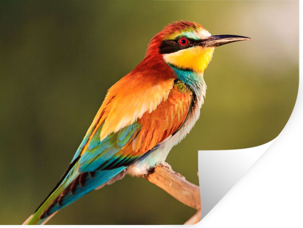 MuchoWow Wandtattoo Wandsticker Wandaufkleber Vögel - Bienenfresser - Regenbogen - Tiere 120x90 cm Selbstklebend und Repositionierbar - Aufkleber