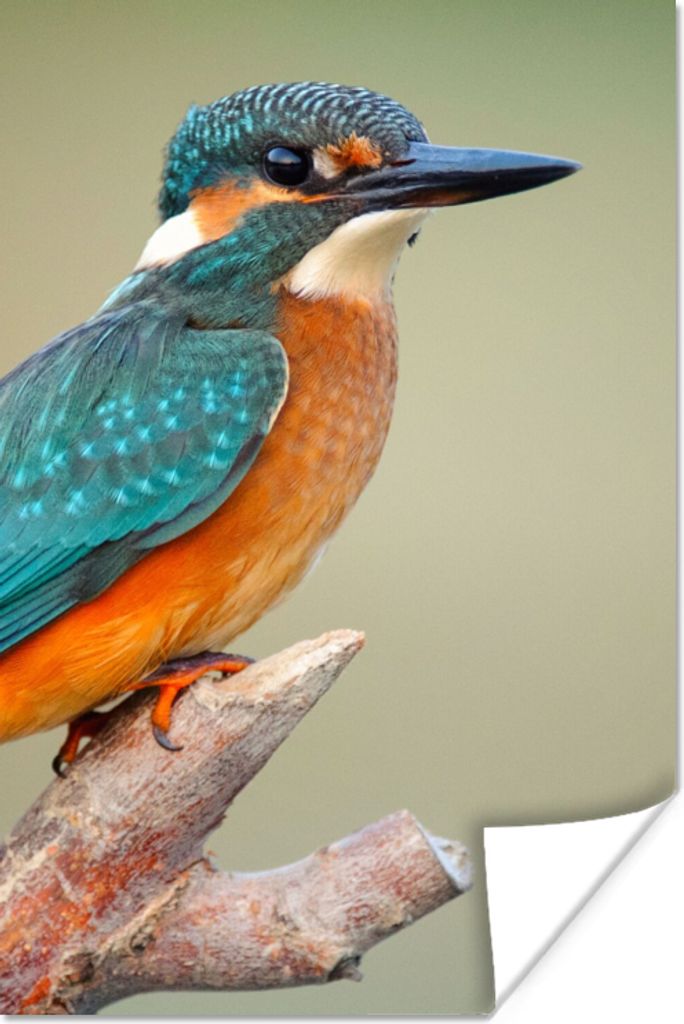 MuchoWow Poster Vogel - Eisvogel - Zweig 60x90 cm - Wanddekoration