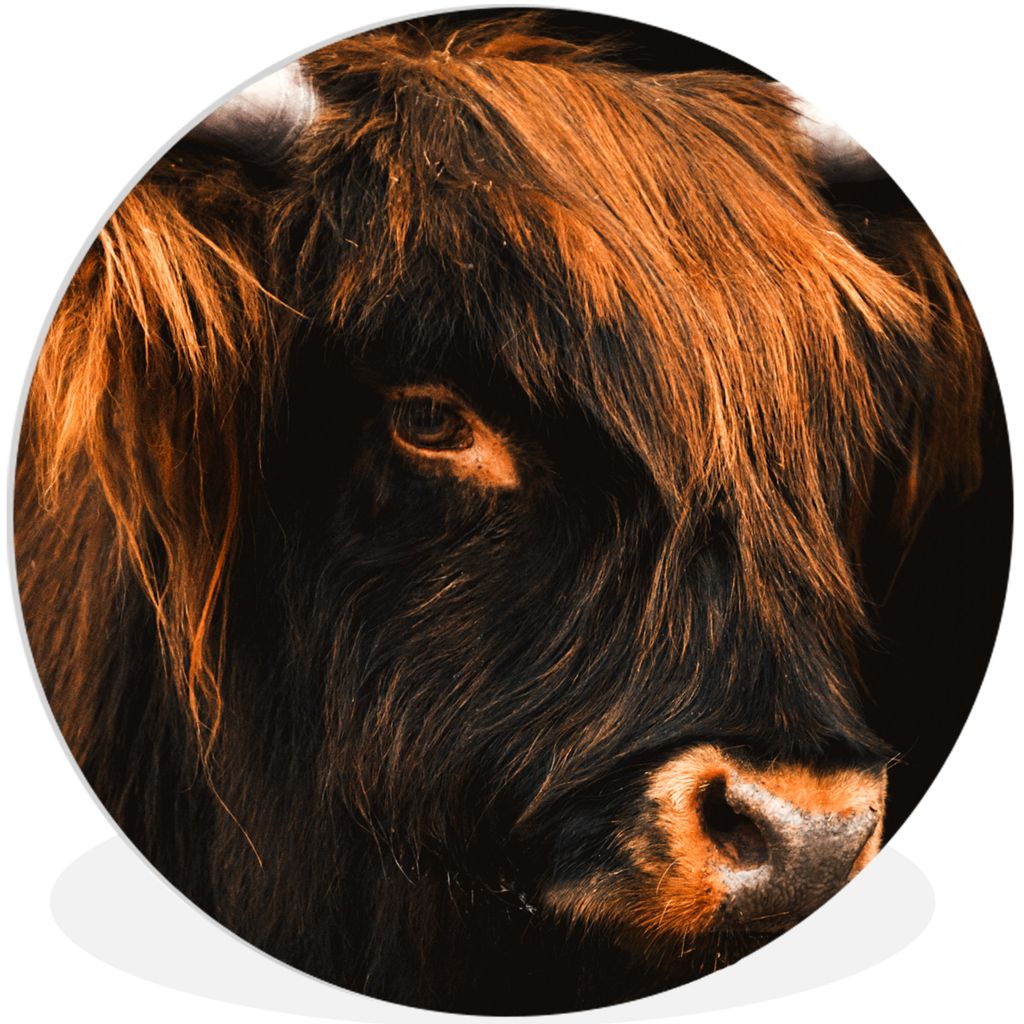 MuchoWow Rundes Wandbild - Runde Bilder Schottischer Highlander - Schwarz - Kuh - Horn - Tiere Ø 90 cm Kreis Wanddekoration Kunststoff - Wandkre...