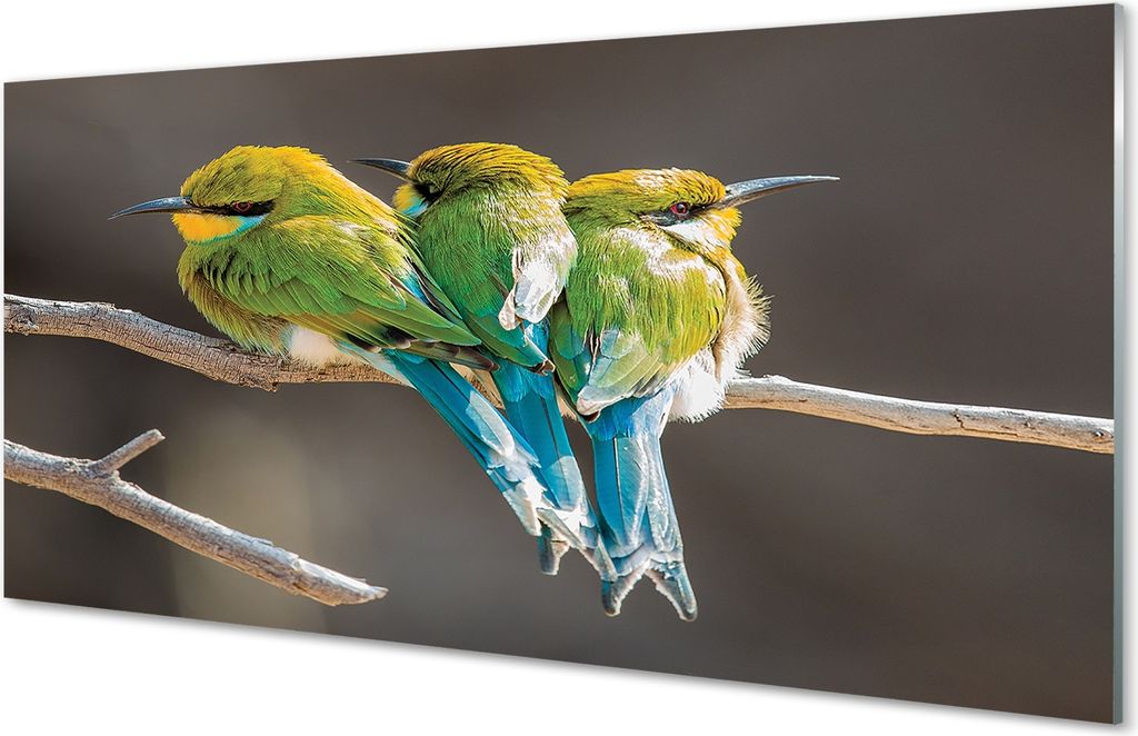 Glasbilder 100x50 Wandkunst Vögel auf einem Ast