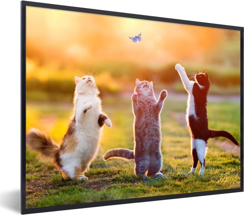 MuchoWow Gerahmtes Poster Katzen - Schmetterling - Sonnenuntergang - Gras - Natur 40x30 cm - Poster mit Schwarzem Bilderrahmen Wandposter Rahmen ...