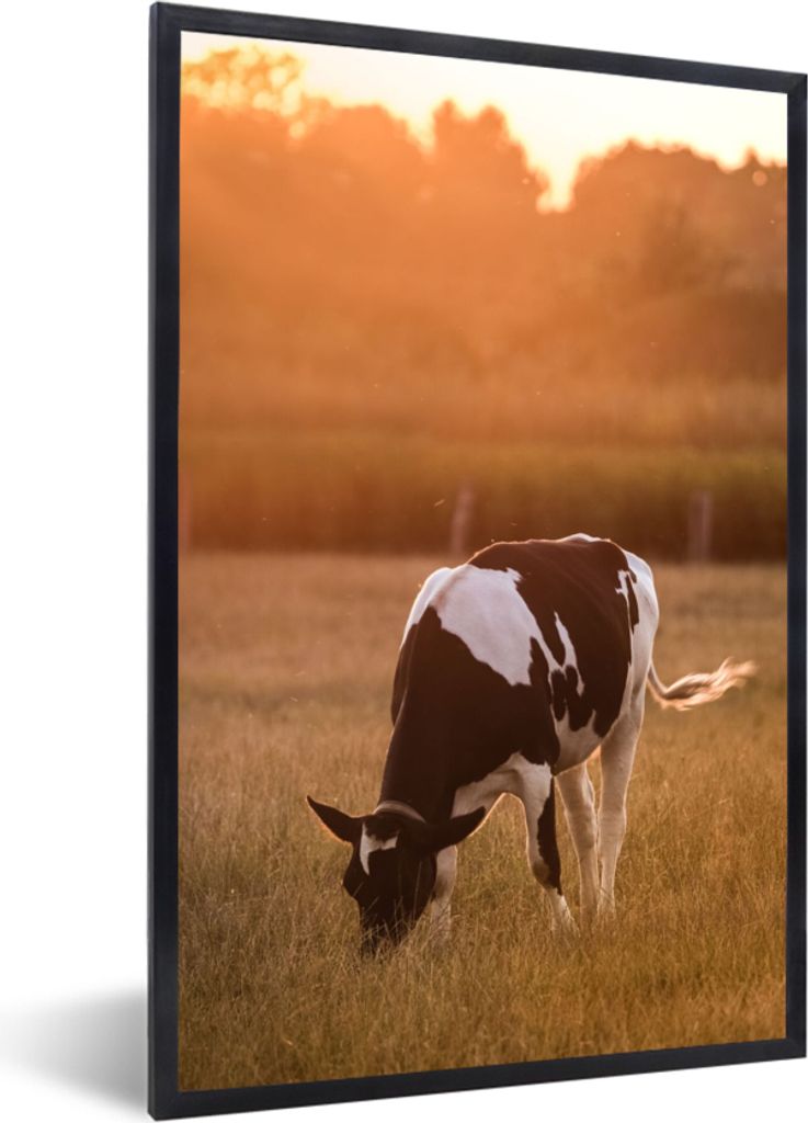 MuchoWow Gerahmtes Poster Kuh - Sonne - Tiere 40x60 cm - Poster mit Schwarzem Bilderrahmen Wandposter Rahmen Foto Bilder - Papierdruck - Wandbilder