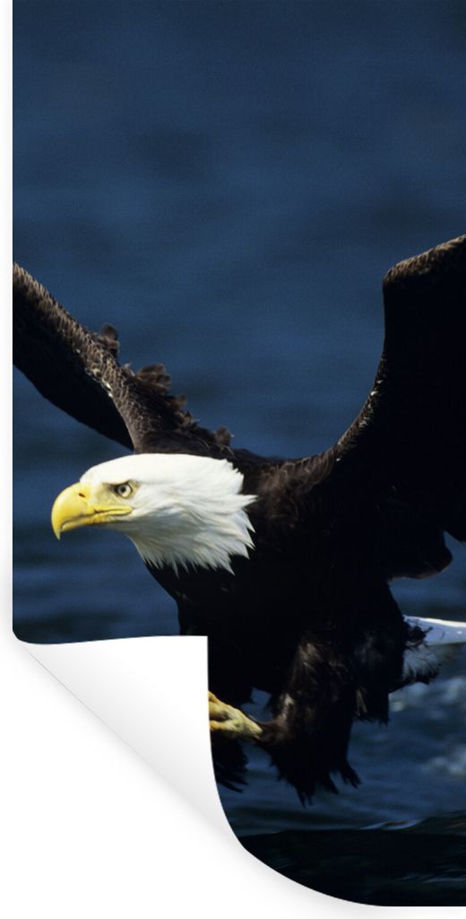 MuchoWow Wandtattoo Wandsticker Wandaufkleber Adler - Nahaufnahme - Wasser 60x120 cm Selbstklebend und Repositionierbar - Selbstklebend - Fototap...