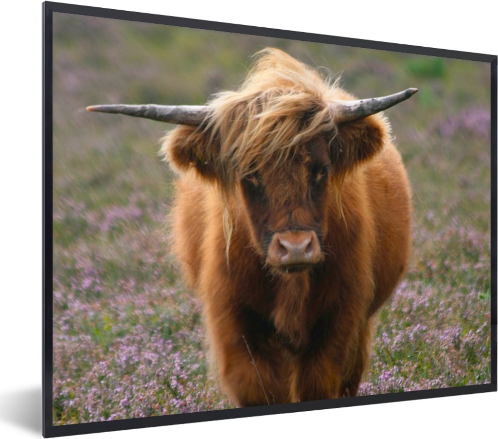 MuchoWow Gerahmtes Poster Schottische Hochlandbewohner - Heidelandschaft - Tiere 40x30 cm - Poster mit Schwarzem Bilderrahmen Wandposter Rahmen F...