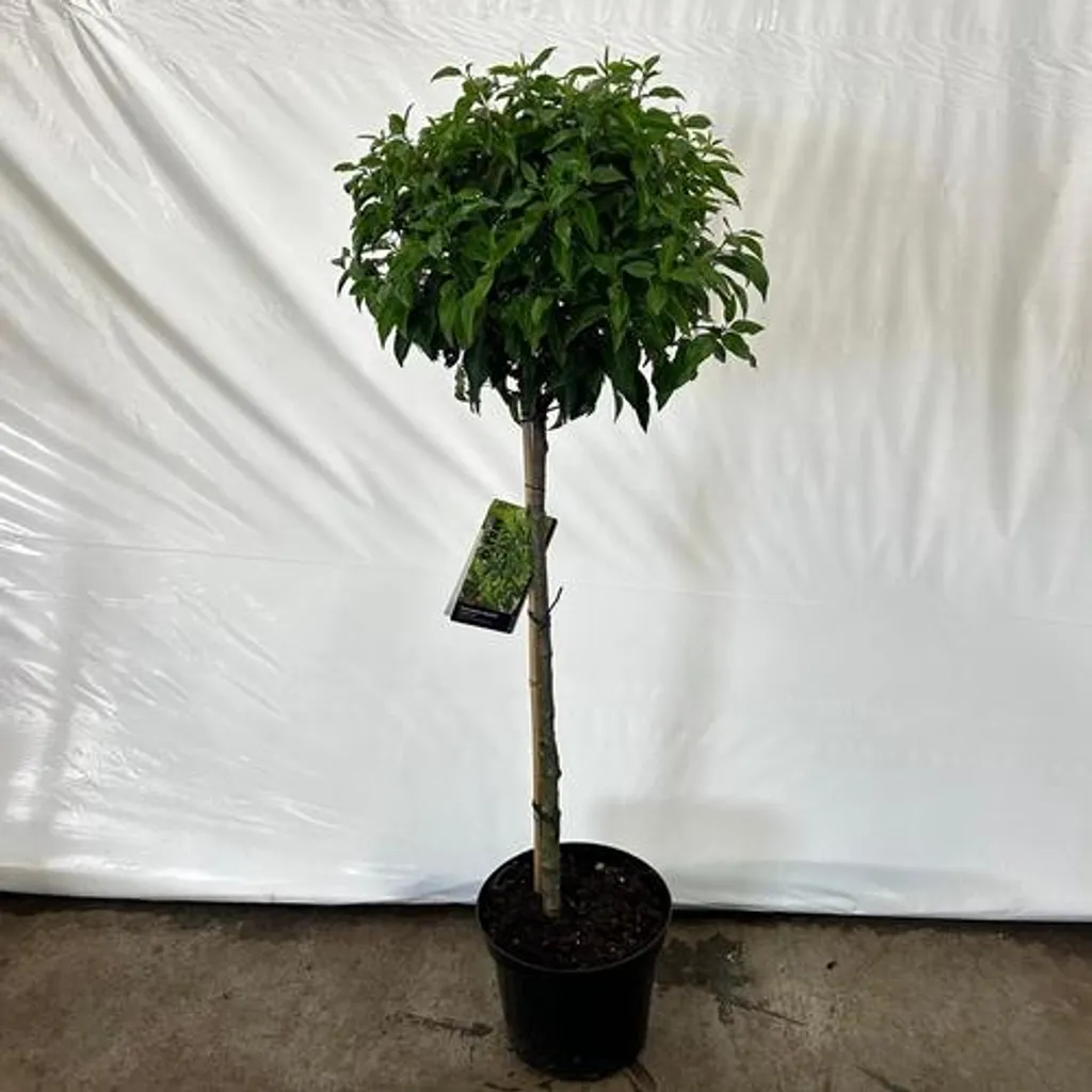 Cerisier à feuilles de laurier portugais 90 cm - Feuillage Brillant
