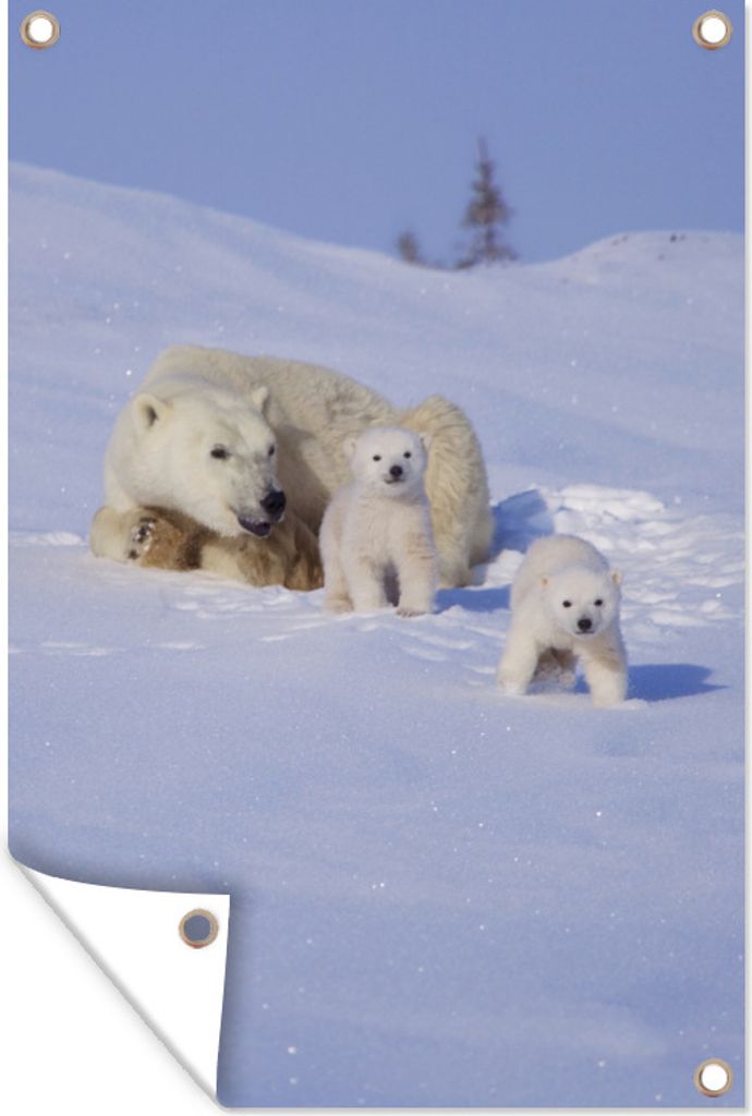 MuchoWow 60x90 cm Outdoor-Poster Gartendeko Sichtschutz Garten Poster für den Garten Eisbär mit Jungtier