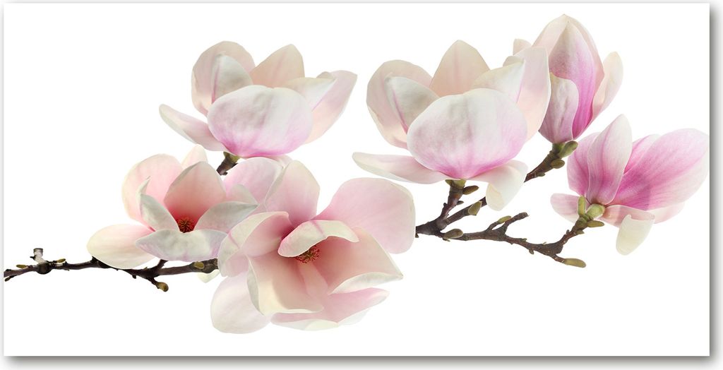 Tulup Leinwandbild - 140x70 cm - Wandkunst - Drucke auf Leinwand - Leinwanddruck - Blumen & Pflanzen - Rosa - Magnolie