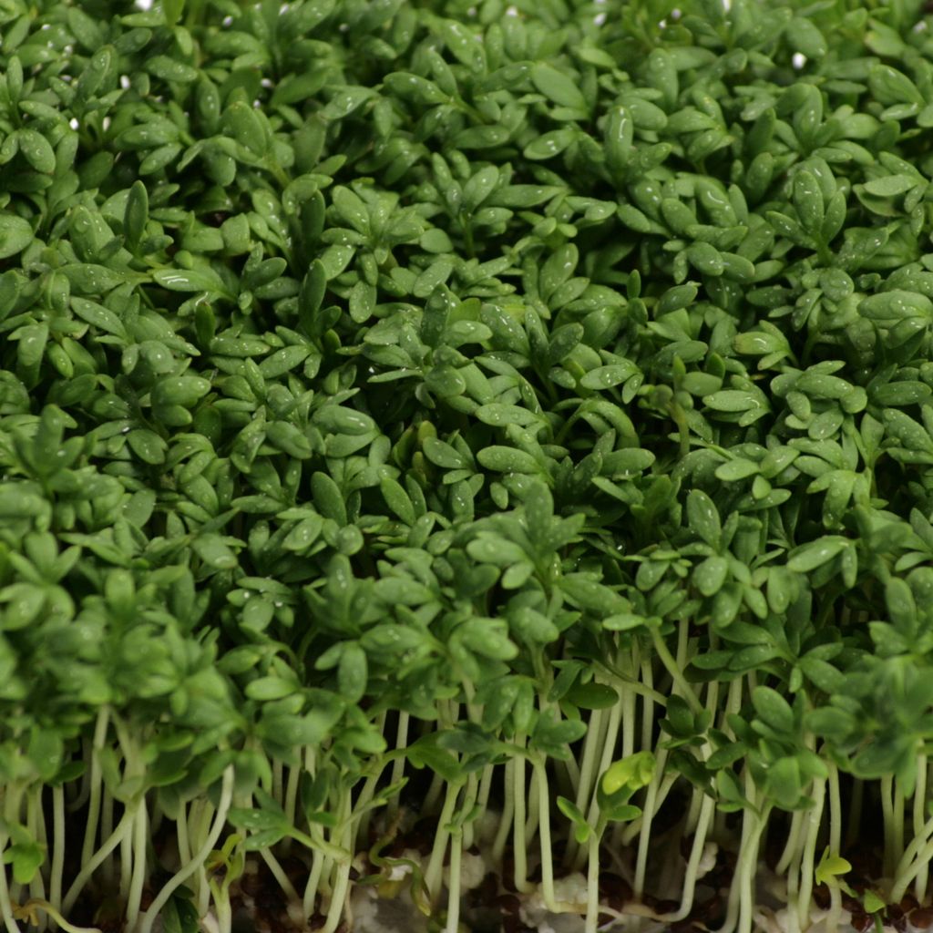 Gartenkresse Einfache Grüne Samen - Lepidium sativum - Produktbild 5