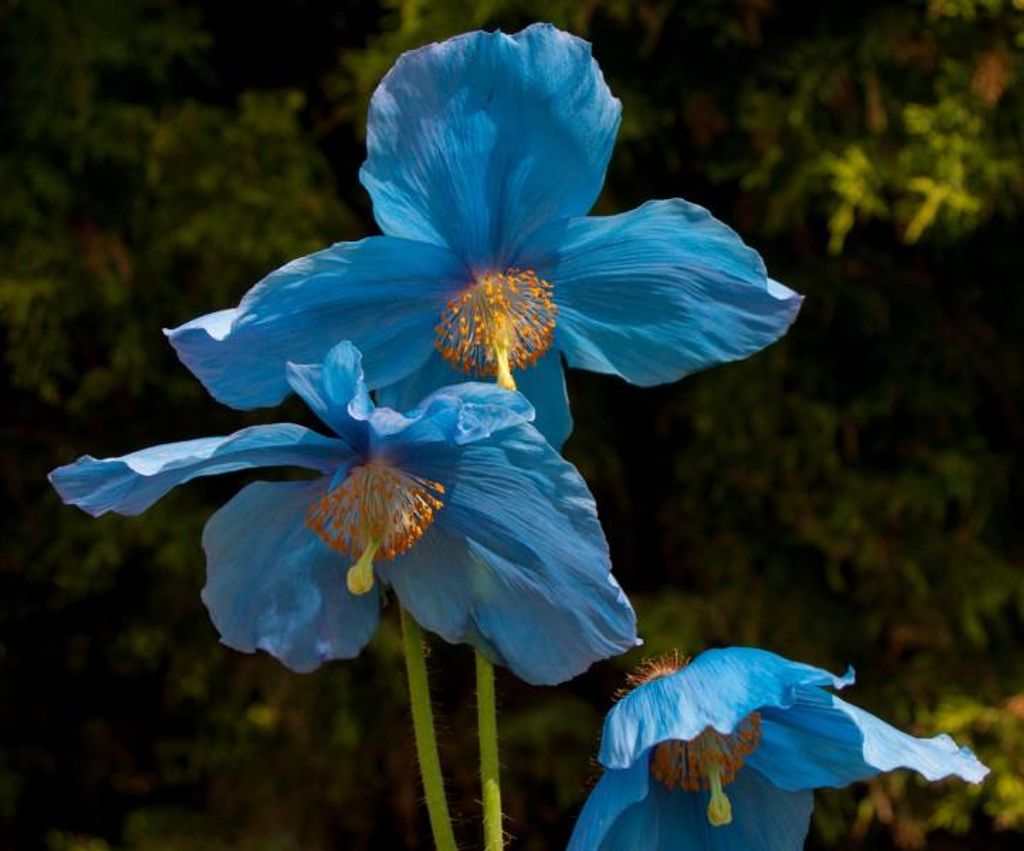 Scheinmohn,  Blauer  „Lingholm“ - 20 Samen Produktbild 