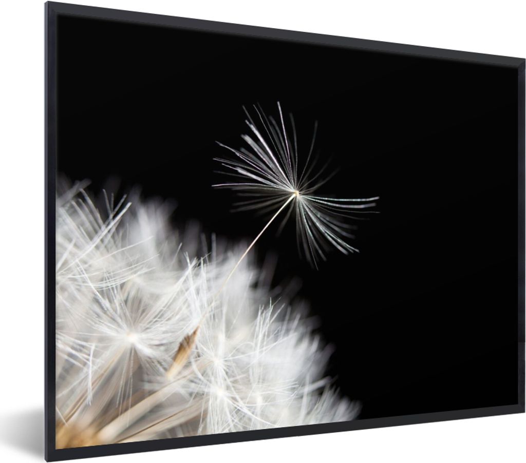 MuchoWow Gerahmtes Poster Blume - Löwenzahn - Pflanze 80x60 cm - Poster mit Schwarzem Bilderrahmen Wandposter Rahmen Foto Bilder - Schwarzem - M...