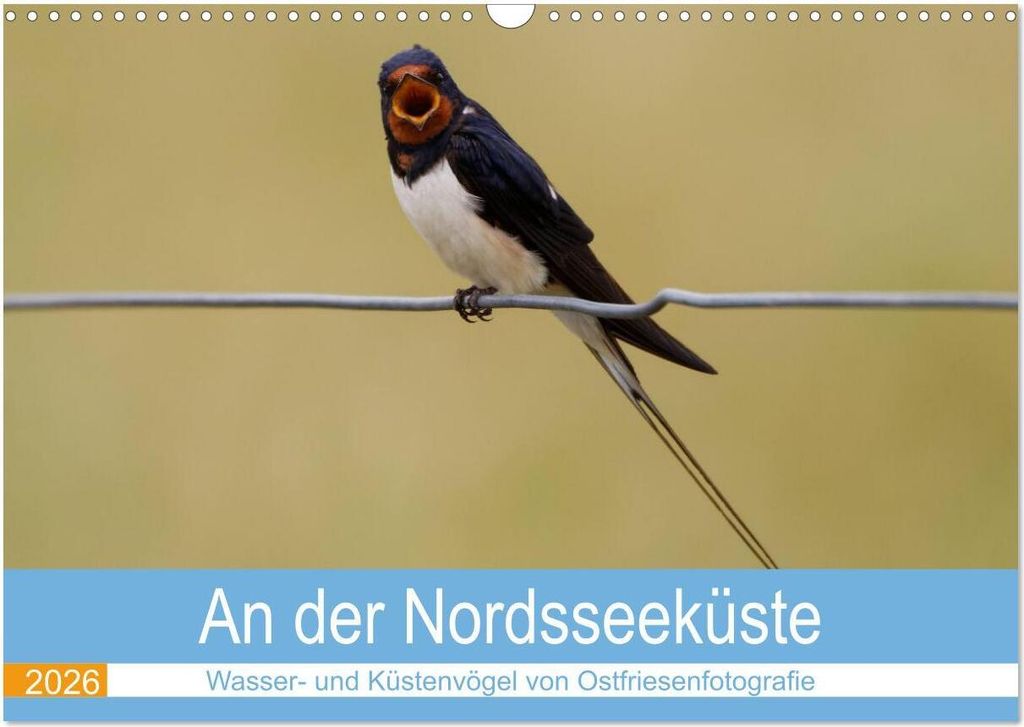 An der Nordseeküste - Wasser- und Küstenvögel fotografiert von Ostfriesenfotografie (Wandkalender 2026 DIN A3 quer), CALVENDO Monatskalender