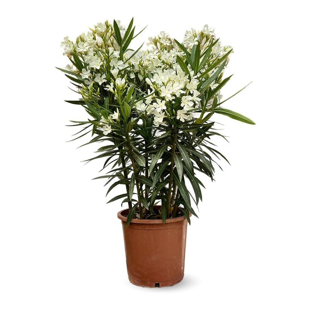 Laurier rose - nerium oleander - ↕ 110-120 cm - ⌀ 24 cm - Image du produit 