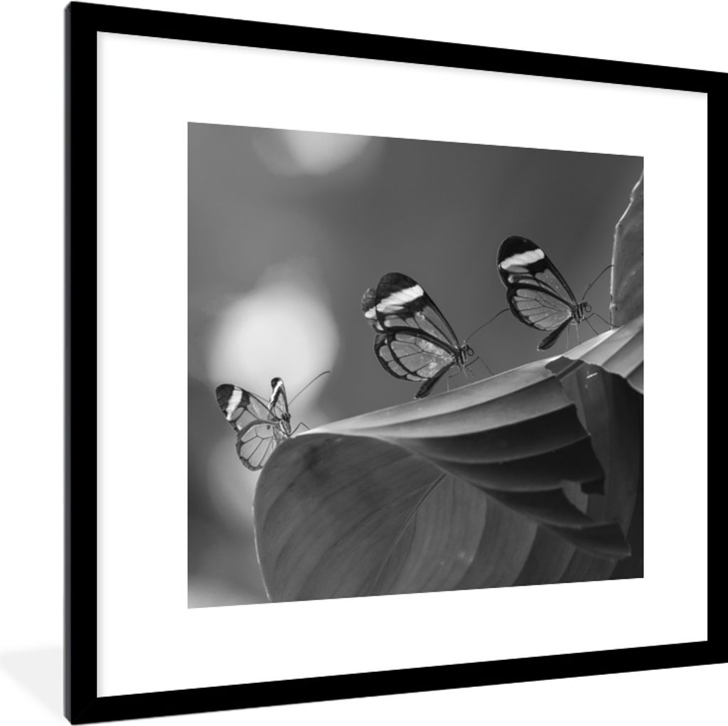 MuchoWow MuchoWow Gerahmtes Poster Transparenter Schmetterling auf einem Blatt in Costa Rica in schwarz und weiß 40x40 cm - Poster mit zchwarz...
