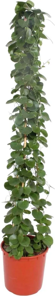 Cissus Rotundifolia Pyramide 180 cm : Créer un Coin Vert sans Encombrement