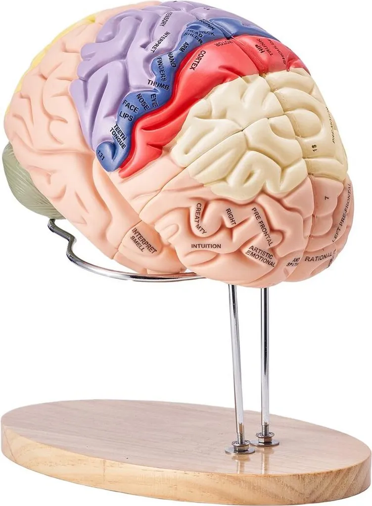 Cerveau anatomique détachable code couleur taille double pour étude - 9