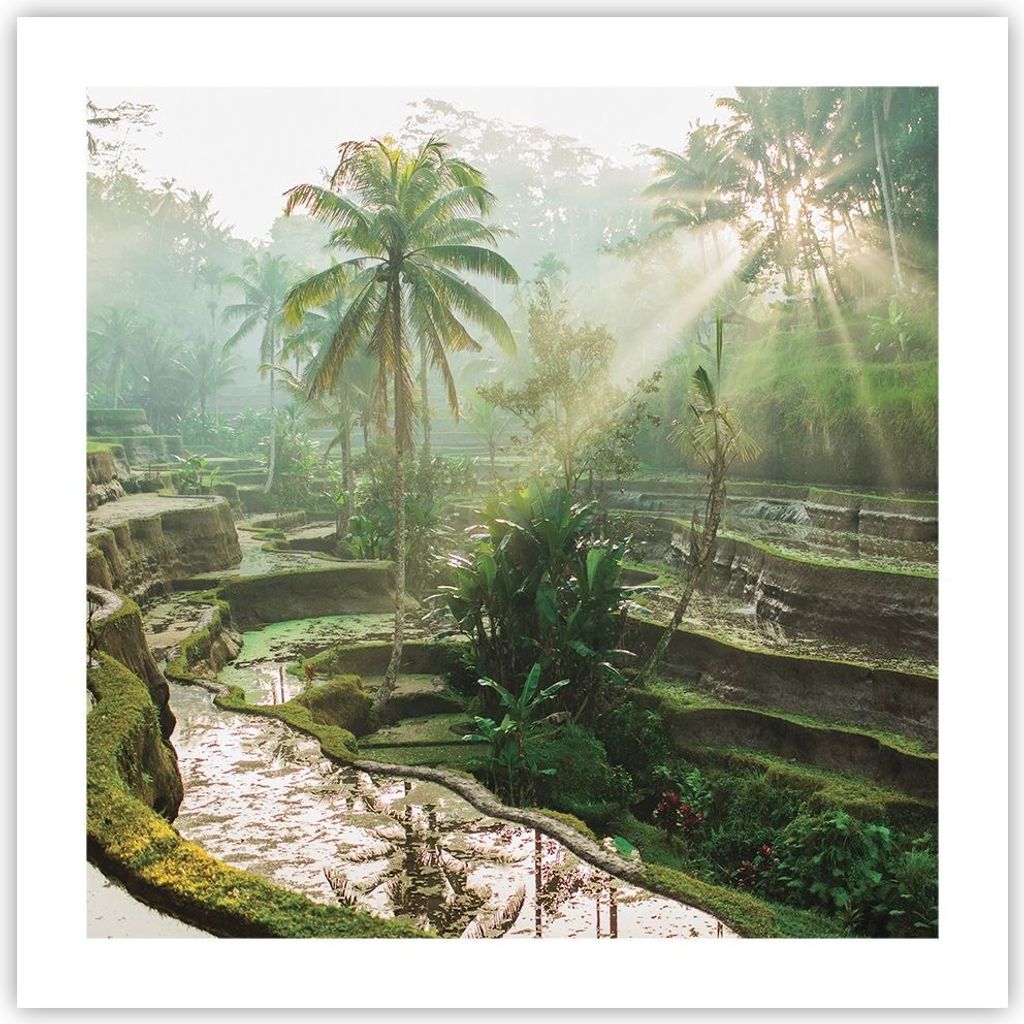 Poster - Poster ohne Rahmen - Terrassen Reis Palmen - 50x50 cm - Wand Bild - Wanddeko - Wandbilder - Kunstposter - Wandposter - Bilder - Kunstdruck...