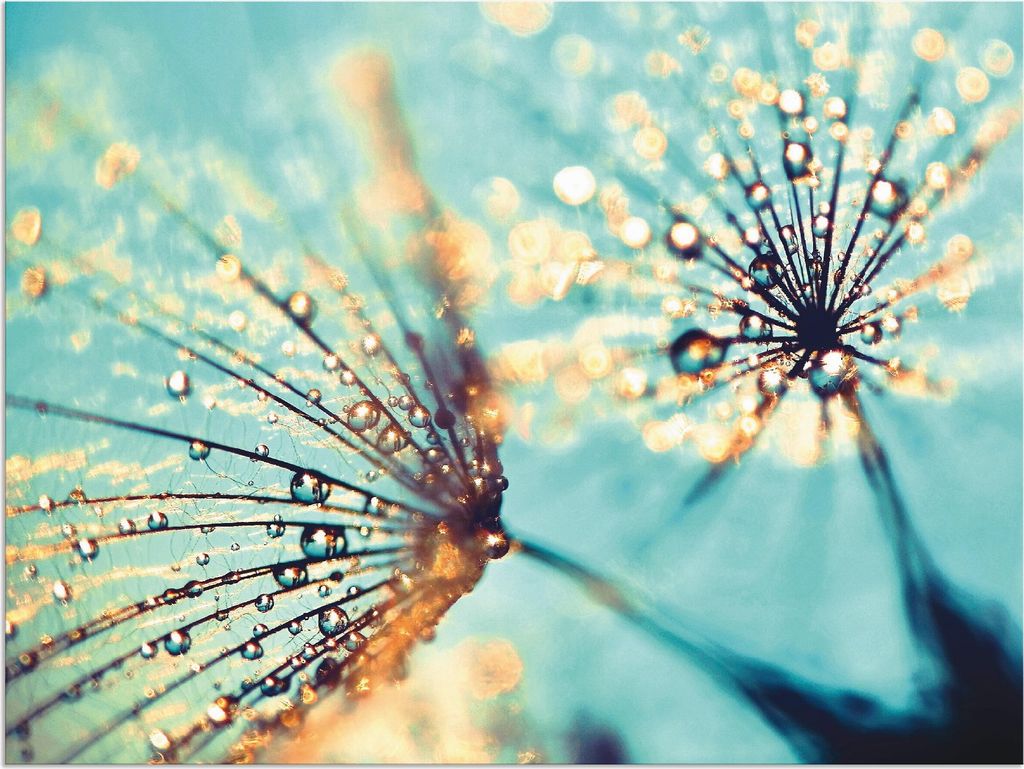 ARTland Wandbild Alu für Innen & Outdoor Pusteblume aqua Größe: 40x30 cm