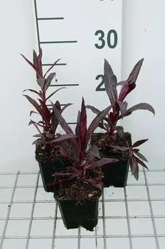 6 Lobelia x spec. Russian Princess en pot 9x9cm - Plante vivace rouge