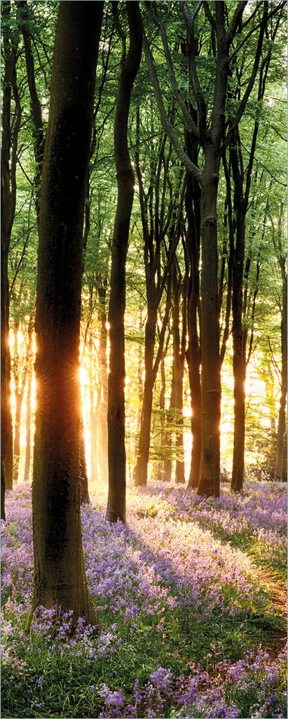 Wallario Poster - Blaue Hasenglöckchen im Wald mit Sonnenstrahlen, Kunstdruck Größe: 50 x 125 cm