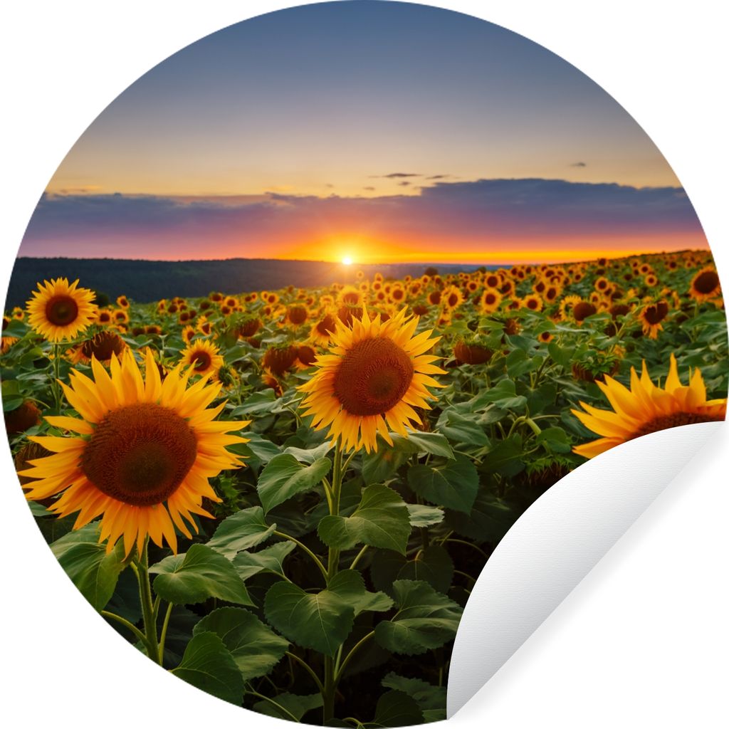 MuchoWow Runde Wandtattoo - Wandsticker Tapete Aufkleber Blumen - Nacht - Sonnenuntergang - Sonnenblume - Horizont Ø 50 cm Selbstklebend und Rep...