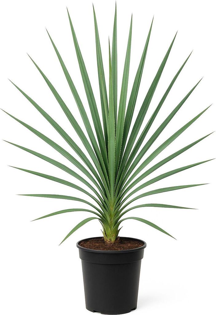 Yucca filamentosa – Palmlilie – 6 Pflanzen – 150cm – Winterharte Gartenstaude mit weißen Blüten – Mehrjährige & pflegeleichte Zierpfla...