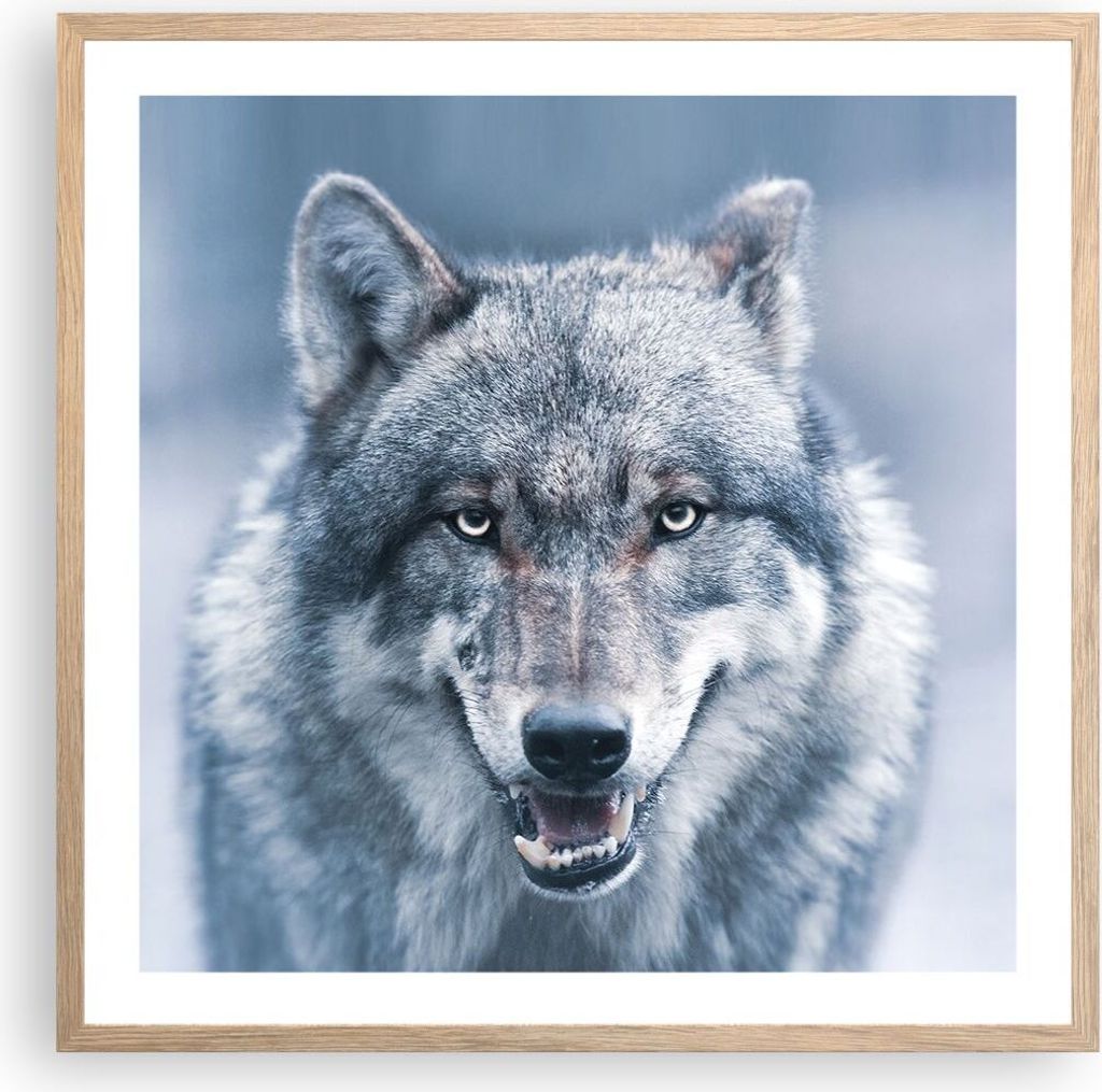 Gerahmtes Poster - Rahmen in heller Eiche - Wolf Raubtier Wildheit - 60x60 cm - Wand Bild - Wanddeko - Wandbilder - Kunstposter - Wandposter - Bild...