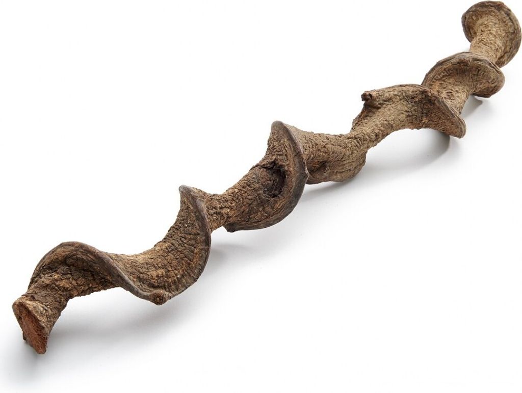 Drachen Liane Natur, Länge ca. 200 cm, Ø ca. 3-6 cm