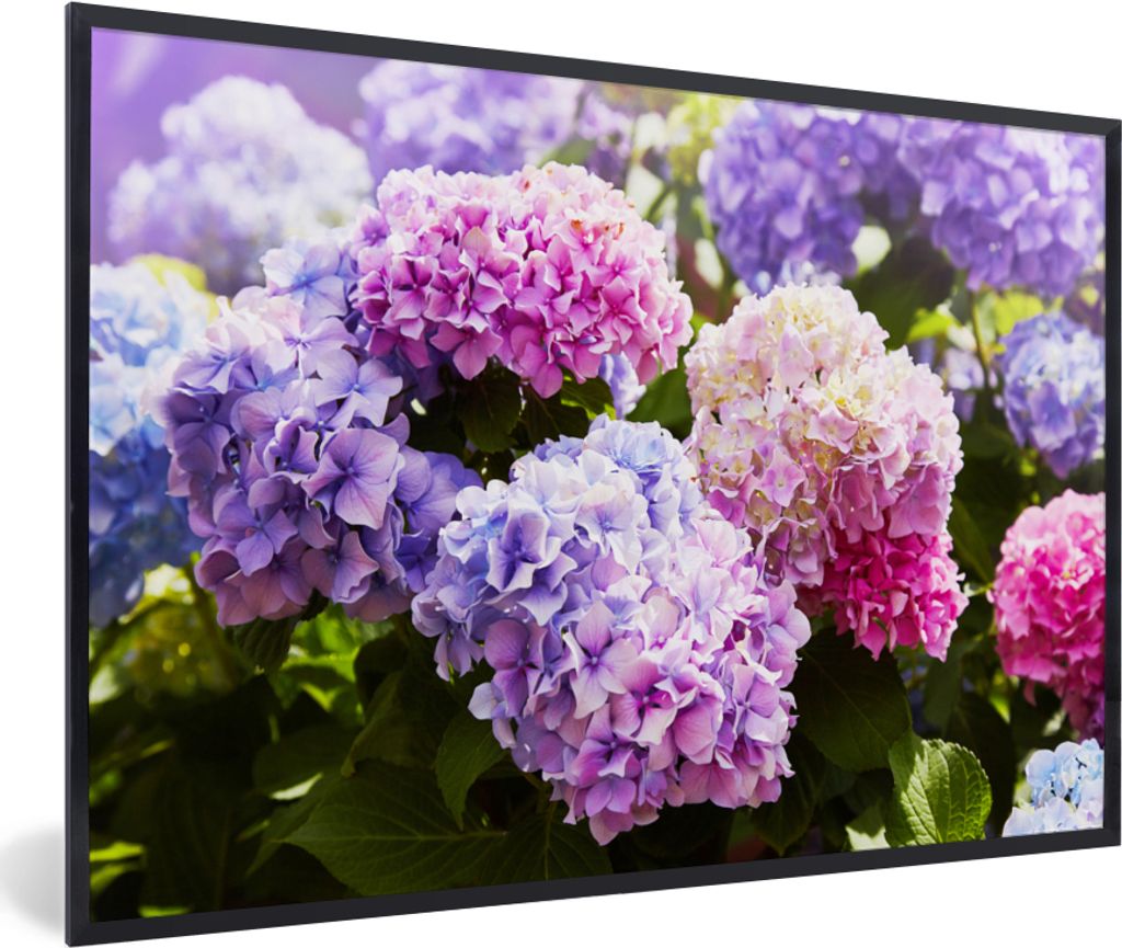 MuchoWow Gerahmtes Poster Blumen - Hortensie - Rosa - Blätter - Sonne 60x40 cm - Poster mit Schwarzem Bilderrahmen Wandposter Rahmen Foto Bilder...