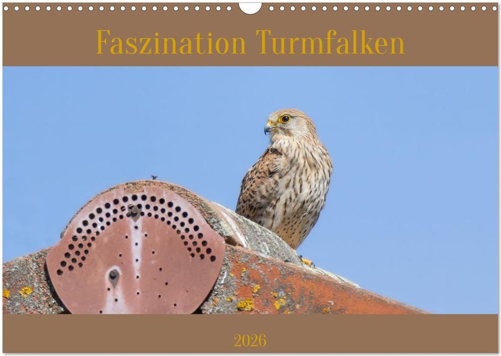 Faszination Turmfalken (Wandkalender 2026 DIN A3 quer), CALVENDO Monatskalender