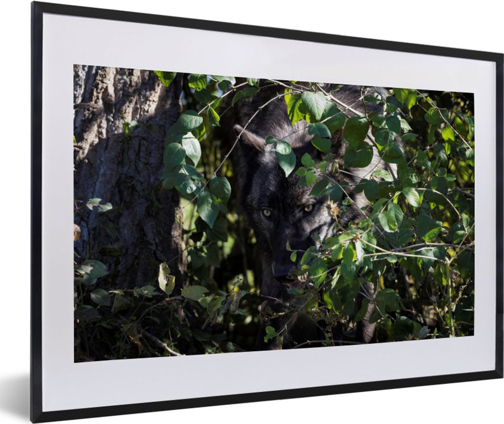 MuchoWow MuchoWow Gerahmtes Poster Wolf versteckt sich im Gebüsch 60x40 cm - Poster mit zchwarzem Bilderrahmen - Schlafzimmer - Plakat in Rahm...