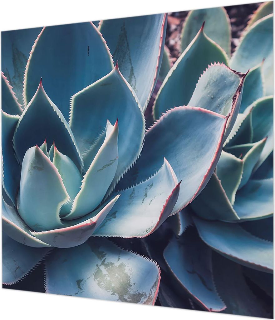 Wandtapete - Dekorative Tapete für Wohnzimmer - Tapetenfolie für Wanddekoration - 250x250 cm - Grüne Aloe