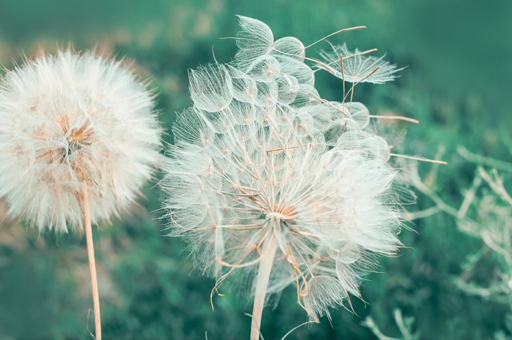 Muralo Fototapete Blumen 254 (B) x 184 (H) cm Vlies Tapete Wandtapeten Wohnzimmer Schlafzimmer moderne Wandbilder XXL Pflanzen Natur Wand Dekoration