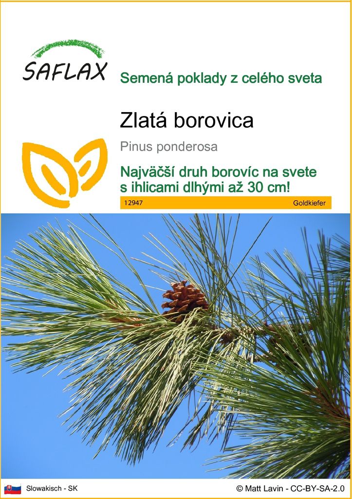 SAFLAX - zlatá borovica - Pinus ponderosa - 20 Semená Obrázok produktu 