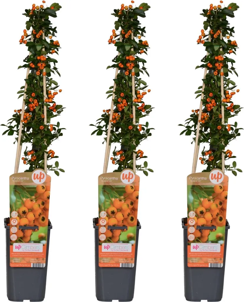 Pyracantha Soleil d'Or - Lot de 3 Arbustes de 65cm en Pot Ø15cm