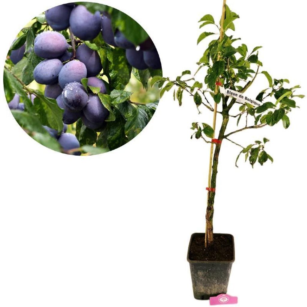 Prunus domestica 'Bleue de Belgique' Pflaumenbaum, 5 Liter Topf