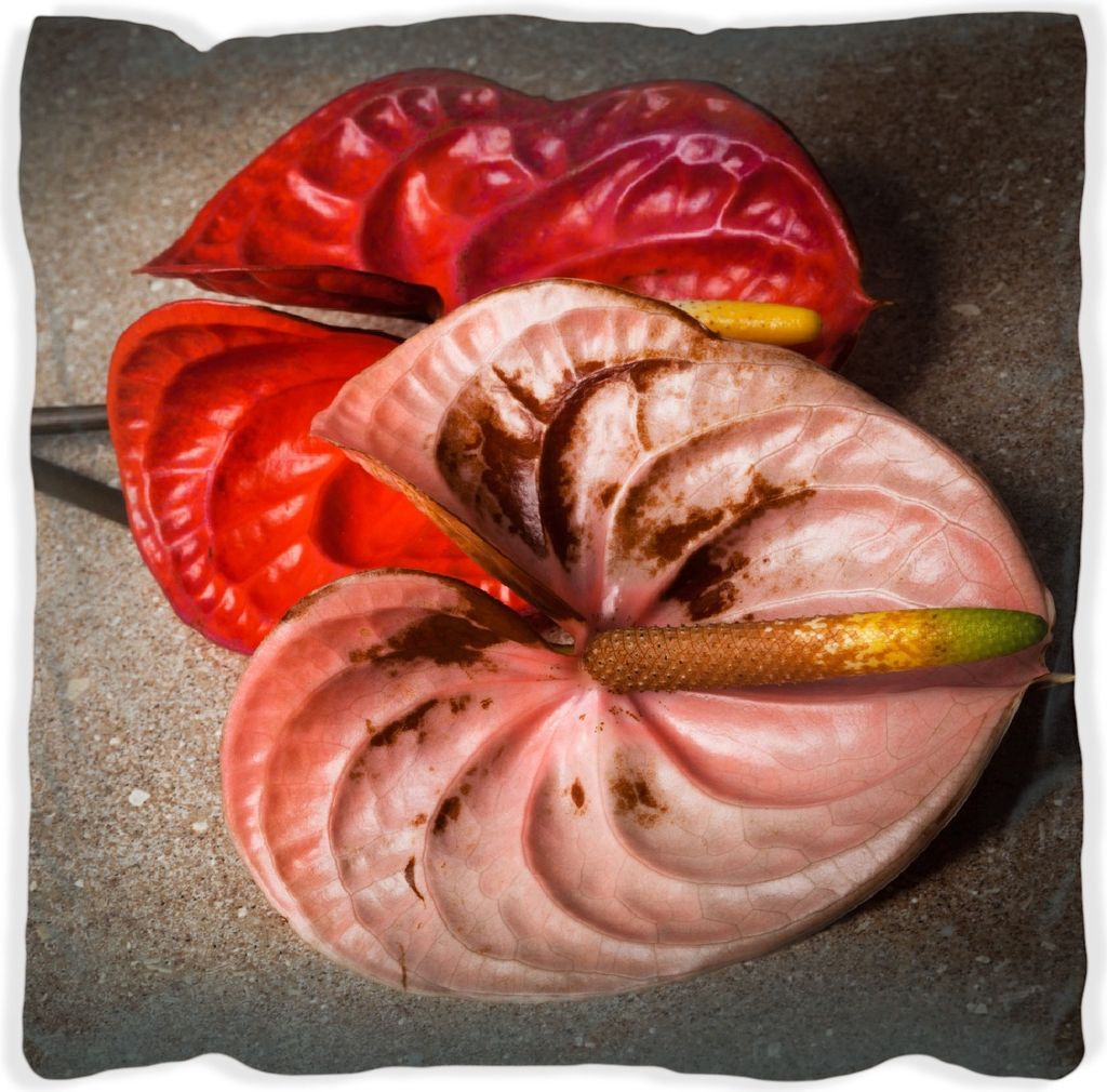 Wallario Premium Kissen, weiche Oberfläche, mit Motiv Blüten einer Flamingoblume - Anthurie - auf schwarzem Marmor, Größe: 30 x 30 cm, mit wei...