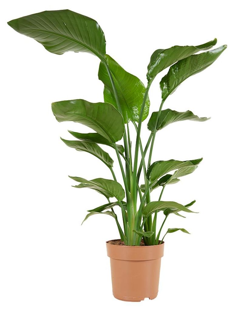 Strelitzia Nicolai, Paradiesvogelblume, 70-80 cm, Topf 17 Produktbild  KI-generiertes Bild