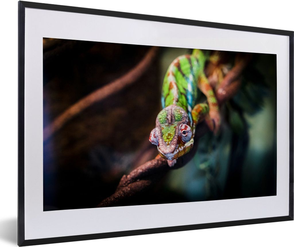 MuchoWow MuchoWow Gerahmtes Poster Kleines Chamäleon auf einem Ast 60x40 cm - Poster mit zchwarzem Bilderrahmen - Schlafzimmer - Plakat in Rah...